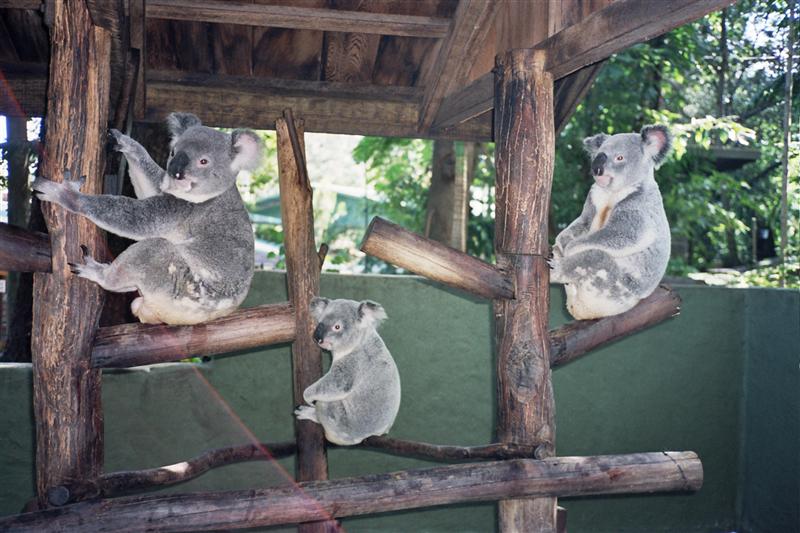 Lone Pine Koala Sanctuary - Koalas
