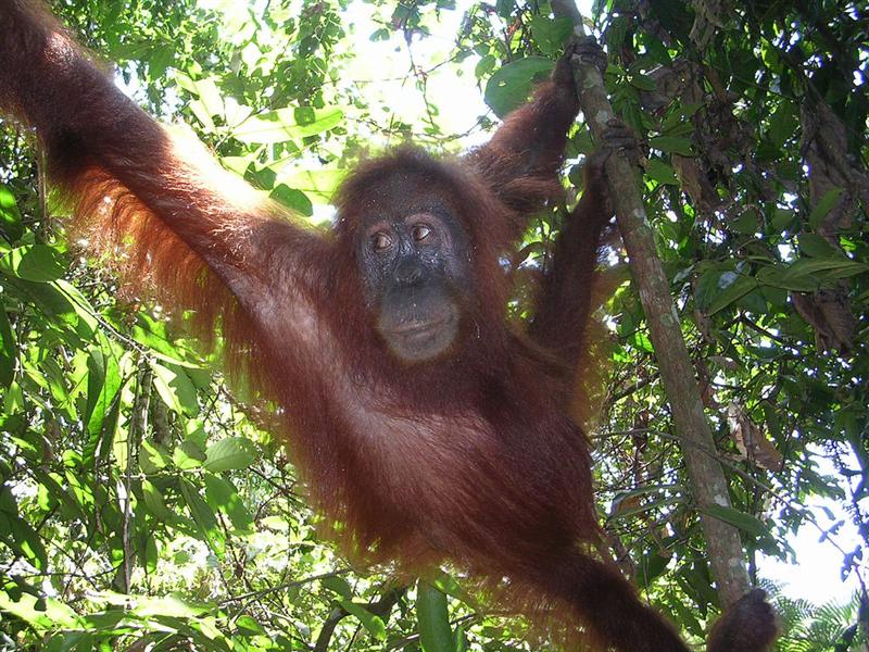 Sumatra - Gunung Leuser national park