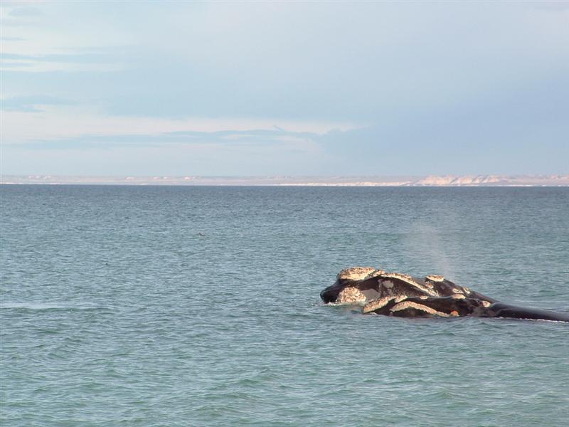 Pen&iacute;nsula Vald&eacute;s