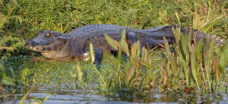 Esteros del Iber&aacute<BR>Yacar&eacute;