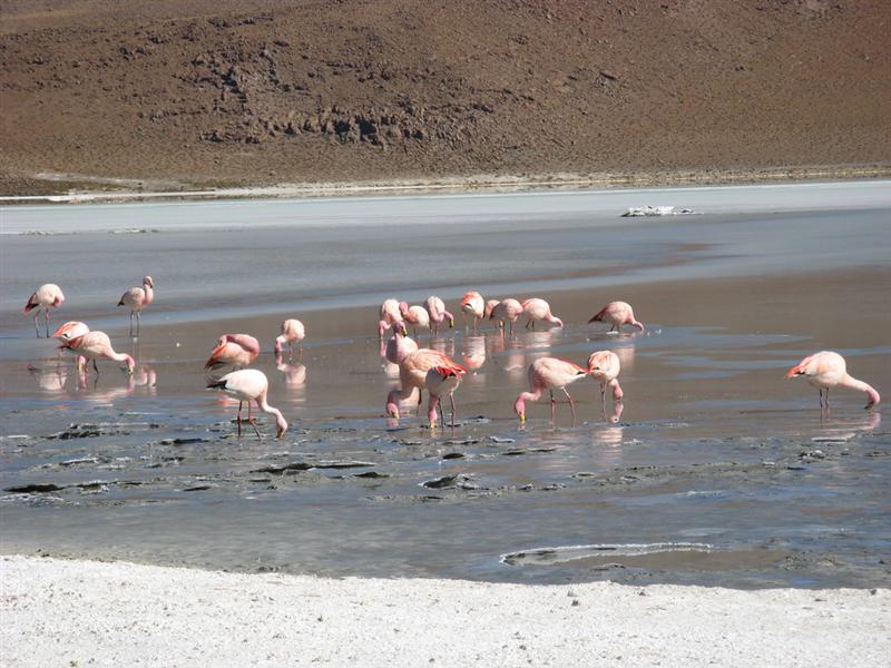 Flamingos