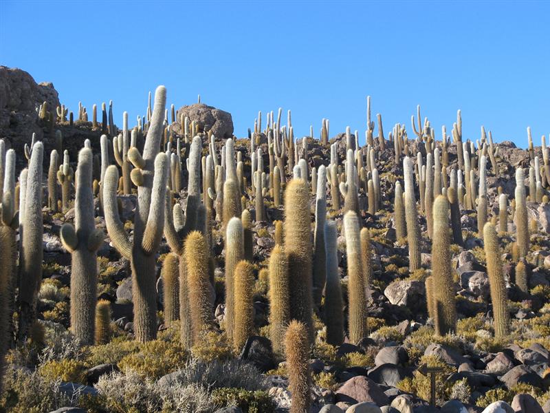 Salar de Uyuni (Uyuni salt flat)