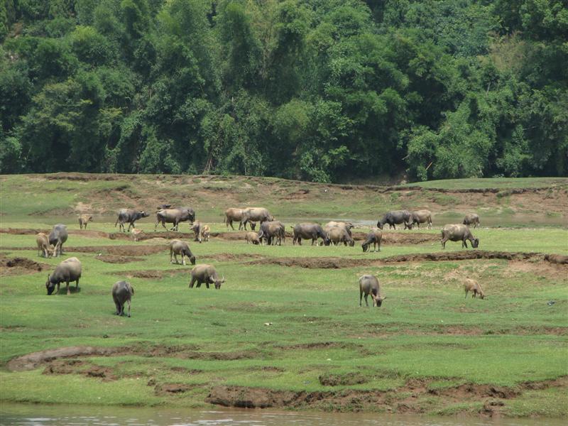 Guilin - River cruise