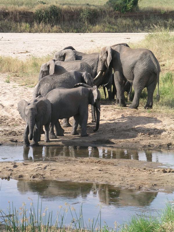 Lago Manyara - Elefantes