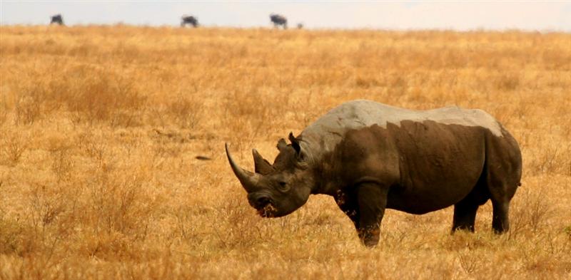 Serengeti - Rinoceronte