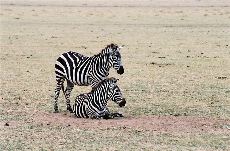 Lago Manyara - Cebras