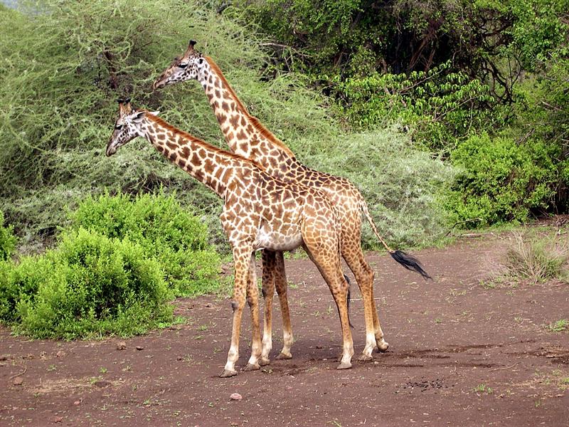 Lago Manyara - Jirafas